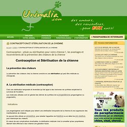 Contraception et stérilisation de chienne, pilule pour chien - Unimalia : rencontre pour animaux