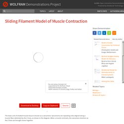 Sliding Filament Model of Muscle Contraction - Wolfram Demonstrations Project