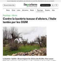 REPORTERRE 20/05/21 Contre la bactérie tueuse d’oliviers, l’Italie tentée par les OGM