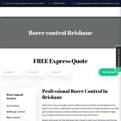 One Of Best Professional For Borer Control In Brisbane: Pestico Pest Control Brisbane