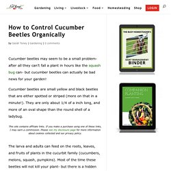 How to Control Cucumber Beetles Organically