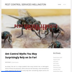 Ant Control Myths You May Surprisingly Rely on So Far!