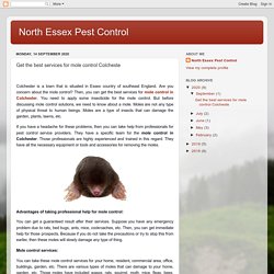 North Essex Pest Control: Get the best services for mole control Colcheste