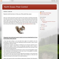 North Essex Pest Control: Squirrel control services: to free you of the perils they cause