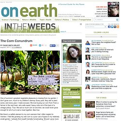 The Corn Conundrum