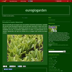 L'ombre un autre jardin... - Trillium cuneatum - Epimedium… - Epimedium 'Amber… - Tricyrtis formosana… - Oxalis acetosella - Luzula sylvatica - Omphalodes verna - Paris quadrifolia - Epimedium x rubrum - Epimedium x… - Le blog d'Euregio Garden