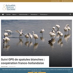 Suivi GPS de spatules blanches : coopération franco-hollandaise