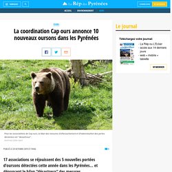 La coordination Cap ours annonce 10 nouveaux oursons dans les Pyrénées