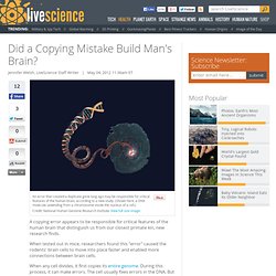 Did a Copying Mistake Build Man's Brain?