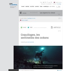 Coquillages, les sentinelles des océans (CNRS le journal, 2019)