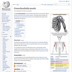 Coracobrachialis muscle