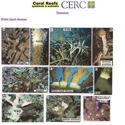 Coral Reefs: Past, Present and Future