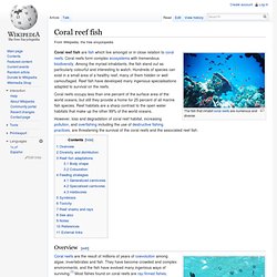 Coral reef fish