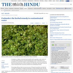 Coriander: the herbal remedy to contaminated water