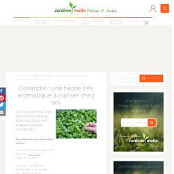 Coriandre : culture, semis, recolte