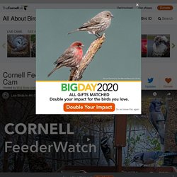 Cornell Lab Bird Cams Cornell Lab Bird Cams