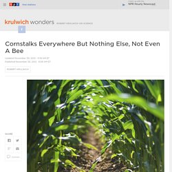 Cornstalks Everywhere But Nothing Else, Not Even A Bee : Krulwich Wonders...