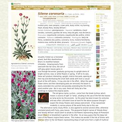 Silene coronaria - gardening in mediterranean climates worldwide - about