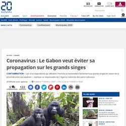 20MINUTES 17/03/20 Coronavirus : Le Gabon veut éviter sa propagation sur les grands singes