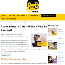 Coronavirus in Cats – Will My Pets Be Infected? - Catthink