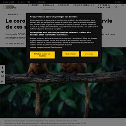 NATIONAL GEOGRAPHIC 25/08/20 Le coronavirus menace (aussi) la survie de ces singes en voie de disparition Lorsque la COVID-19 a balayé le Brésil, elle a entravé un programme de vaccination important pour protéger le tamarin-lion doré, en voie de disparit