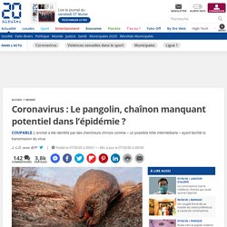 Coronavirus : Le pangolin, chaînon manquant potentiel dans l’épidémie ?