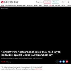 : Alpaca ‘nanobodies’ may hold key to immunity against Covid-19, researchers say