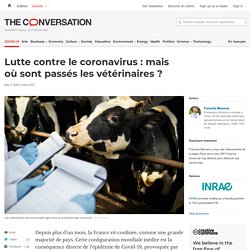 Lutte contre le coronavirus : mais où sont passés les vétérinaires ?
