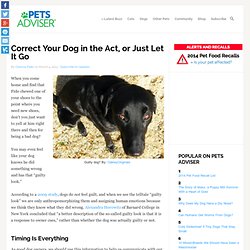 Correct Your Dog in the Act, or Just Let It Go - Pets Adviser