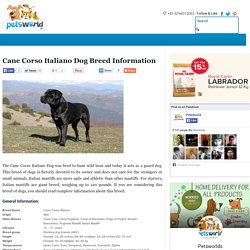 Cane Corso Italiano Dog Breed Information