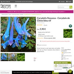 Corydalis flexuosa