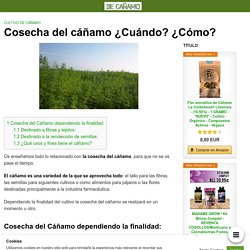 Cosecha del cáñamo □‍□□‍□ ¿Cuándo? ¿Cómo?