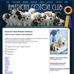 Coton de Tulear Breeders - Coton de Tulear Puppies
