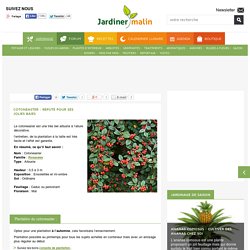 Cotoneaster : plantation, taille et entretien
