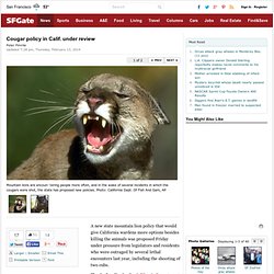 Cougar policy in Calif. under review