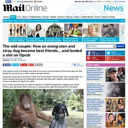 The odd couple: How an orang-utan and stray dog became best friends... and landed a slot on Oprah