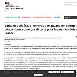 MAA 21/10/20 Santé des végétaux : un virus s’attaquant aux courgettes, concombres et melons détecté pour la première fois en France
