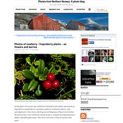 Photos of cowberry / lingonberry plants – as flowers and berries