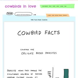 Cowbirds in Love