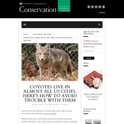 Coyotes live in almost all US cities. Here’s how to avoid trouble with them