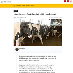 VIDEO. Méga-fermes : faut-il craindre l’élevage intensif ?