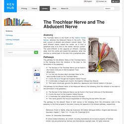 Cranial Nerve 4 & 6: Trochlear Nerve and Abducent Nerve