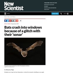 Bats crash into windows because of a glitch with their 'sonar'
