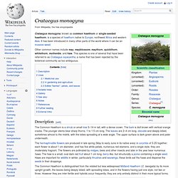 Crataegus monogyna