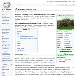 Crataegus monogyna - Wikipedia