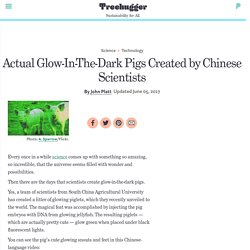 Actual Glow-In-The-Dark Pigs Created by Chinese Scientists
