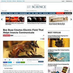 Bee Buzz Creates Electric Field That Helps Insects Communicate