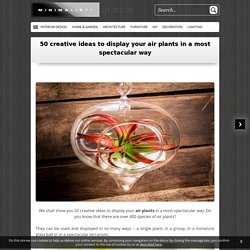 50 creative ideas to display your air plants in a most spectacular way