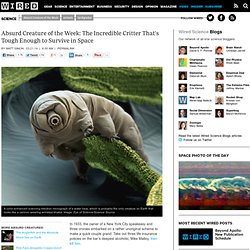 Absurd Creature of the Week: The Incredible Critter That's Tough Enough to Survive in Space - Wired Science