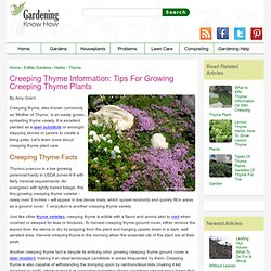 Creeping Thyme Plant Care – How To Plant Creeping Thyme Ground Cover